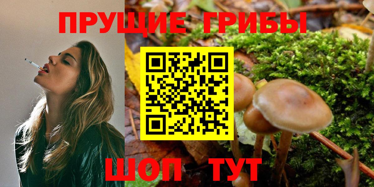 Псилоцибиновые грибы мицелий Павловский Посад