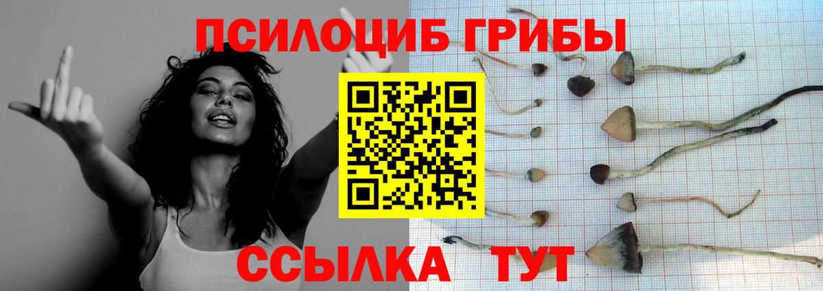 Павловский Посад  Псилоцибиновые грибы Cubensis  Вход с VPN 